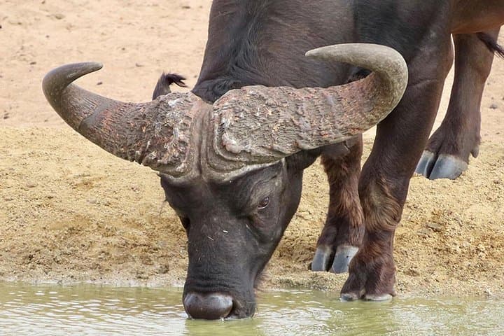 West Coast Wildlife Safari with Olive, Wine & Craft Beer Tasting — Full-Day from Cape Town photo 3