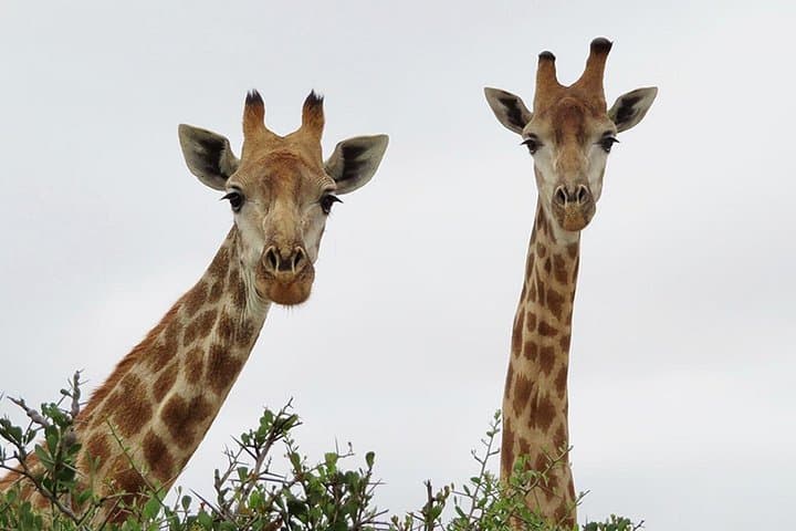 West Coast Wildlife Safari with Olive, Wine & Craft Beer Tasting — Full-Day from Cape Town photo 1