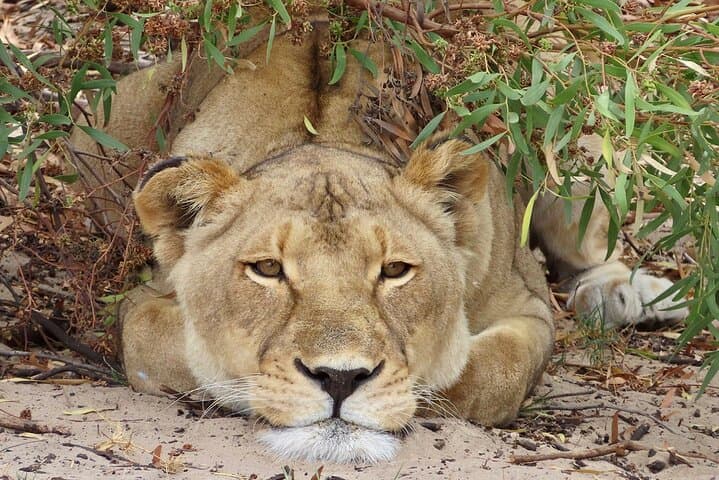 West Coast Wildlife Safari with Olive, Wine & Craft Beer Tasting — Full-Day from Cape Town photo 2