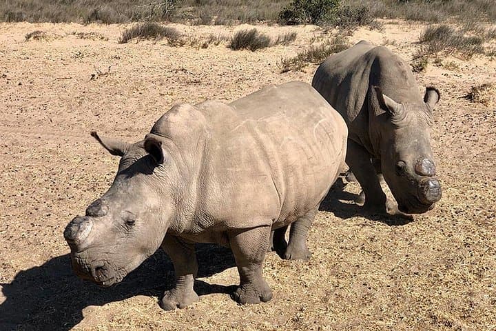 West Coast Wildlife Safari with Olive, Wine & Craft Beer Tasting — Full-Day from Cape Town photo 4