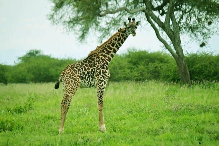 4-Day Big Five Private Safari: Camping in Tarangire, Serengeti & Ngorongoro photo 3