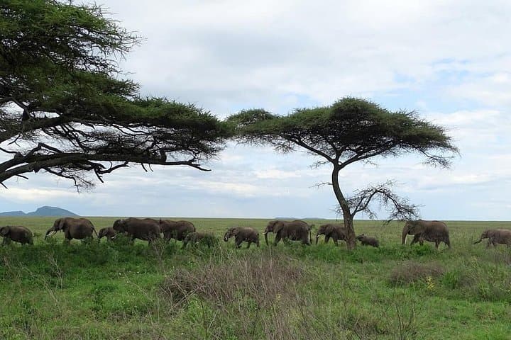 4-Day Big Five Private Safari: Camping in Tarangire, Serengeti & Ngorongoro photo 4