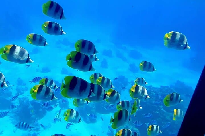 Underwater Cabin Boat Tour in Bora Bora Lagoon — Coral Gardens & Marine Life photo 2