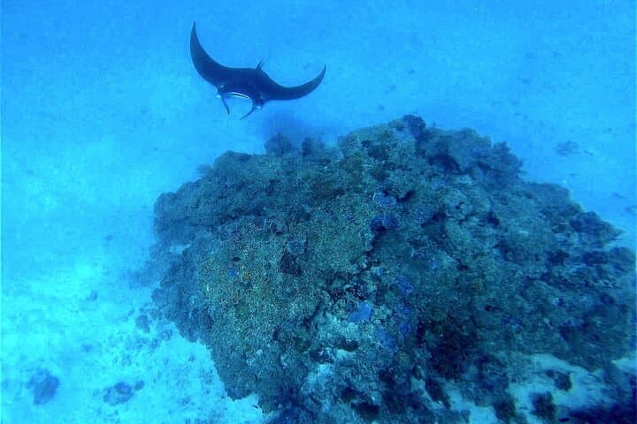 Underwater Cabin Boat Tour in Bora Bora Lagoon — Coral Gardens & Marine Life photo 3