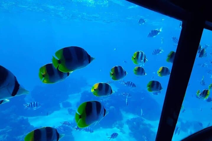 Underwater Cabin Boat Tour in Bora Bora Lagoon — Coral Gardens & Marine Life photo 4