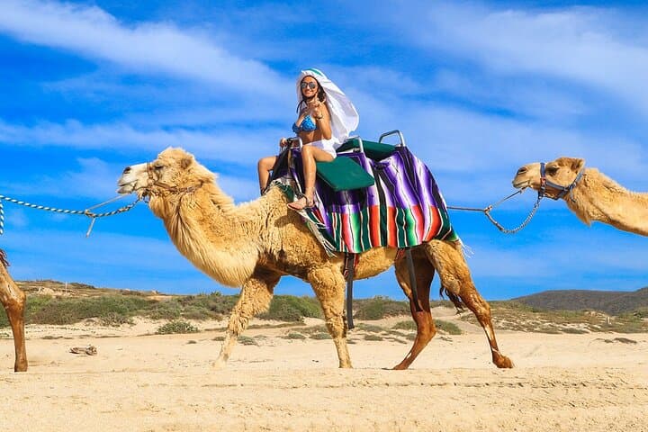 Los Cabos Camel Ride: Pacific Beach and Desert Eco‑Tour