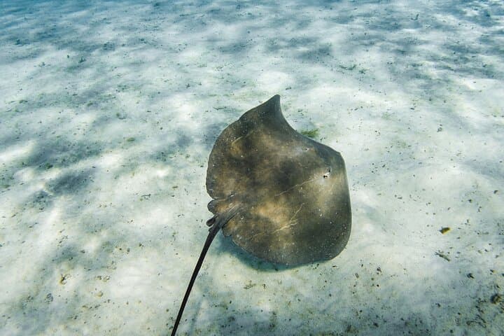 Bora Bora Private Half-Day Lagoon Tour: Snorkel with Rays & Blacktip Sharks photo 3