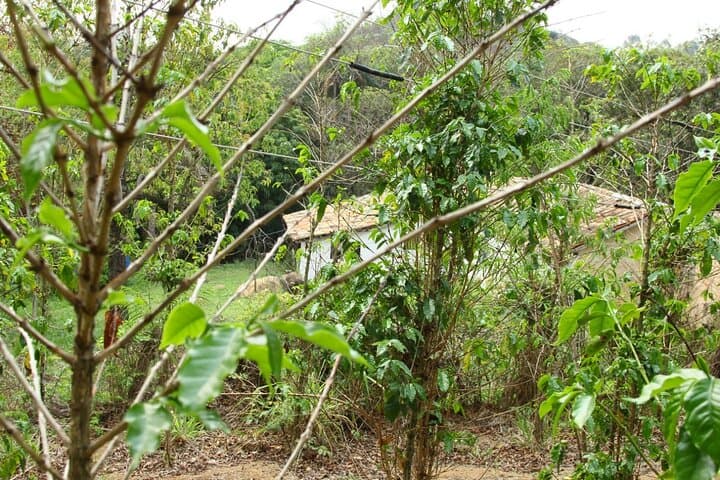 Sao Paulo Coffee Farm Tour: Coffee Route, History & Farm Lunch photo 2