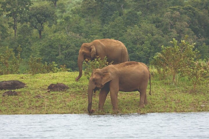 Cochin to Thekkady and Alleppey: 4-Day Periyar Wildlife, Spice Plantations & Houseboat Cruise