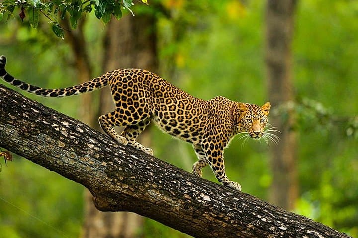 Sandalwood, Backwater & Spice Route: South India Cultural & Wildlife Odyssey