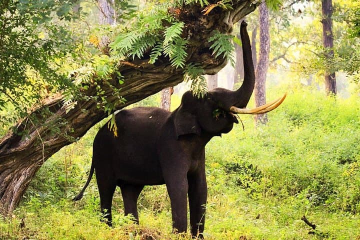 Sandalwood, Backwater & Spice Route: South India Cultural & Wildlife Odyssey photo 2