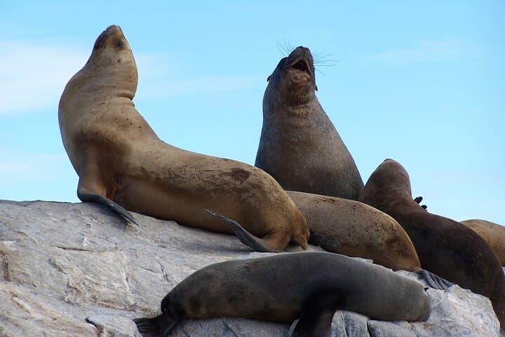Beagle Channel Catamaran Cruise from Ushuaia: Les Éclaireurs & Wildlife photo 3