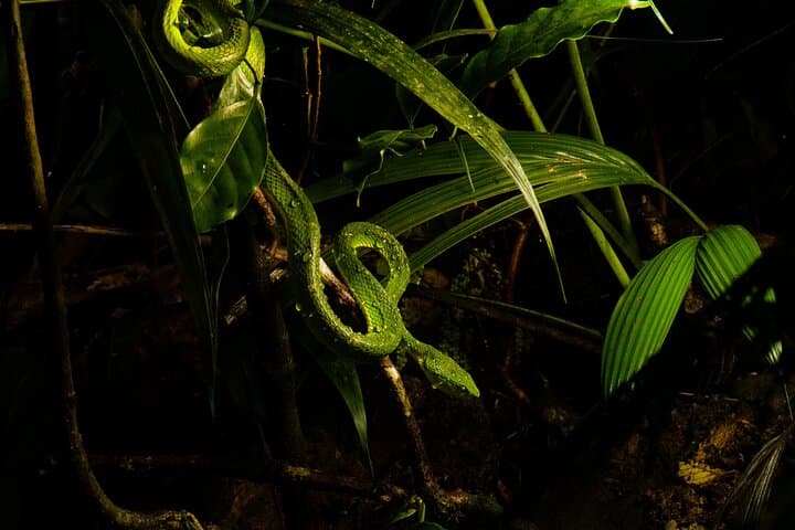 Monteverde Rain Forest Night Walk: Guided Nocturnal Wildlife Tour photo 4