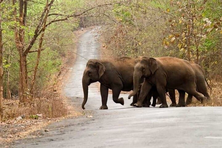 Hubli to Anshi National Park & Goa: Kali Tiger Reserve Safari and Coastal Escape photo 4