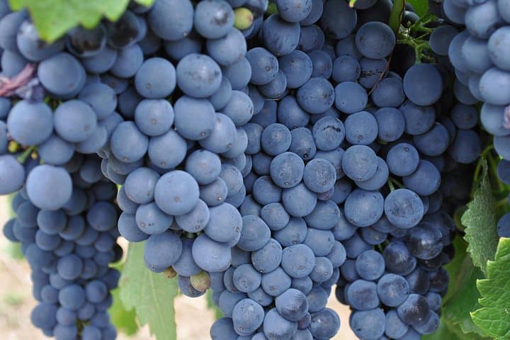Barossa and Hahndorf Wine Tasting: A Full-Day Adelaide Hills & Valley Drive photo 4