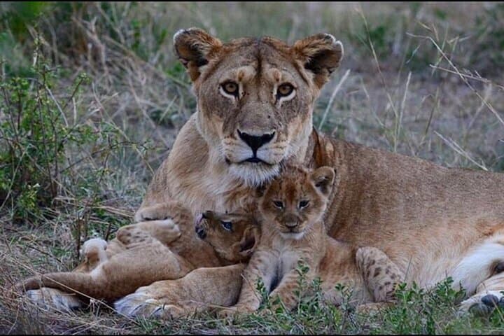 Tarangire to Serengeti: 6-Day Safari & Materuni Waterfall Hike photo 3