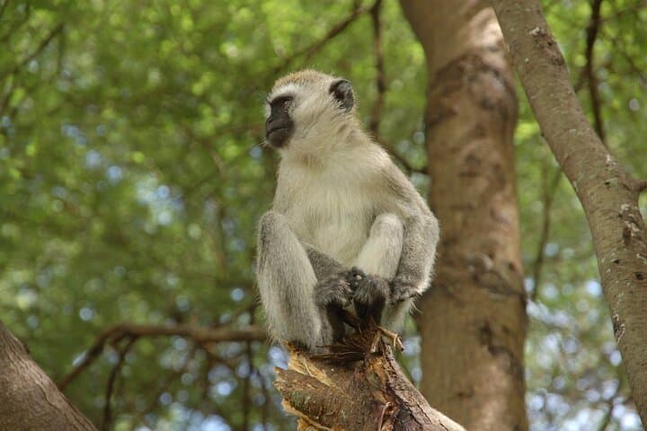 Tarangire to Serengeti: 6-Day Safari & Materuni Waterfall Hike photo 4