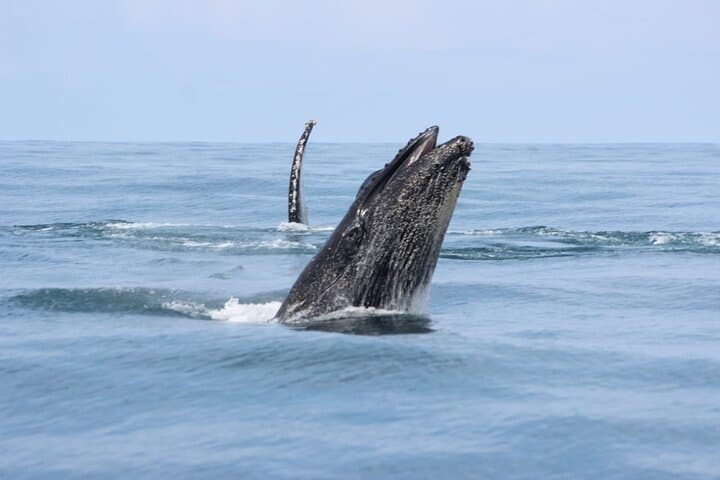 Whale-Watching & Snorkel Combo at Marino Ballena National Park — From Uvita photo 4