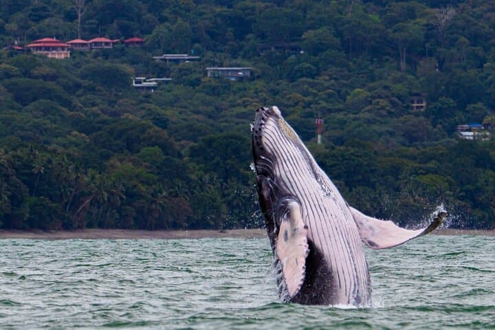 Whale-Watching & Snorkel Combo at Marino Ballena National Park — From Uvita photo 1