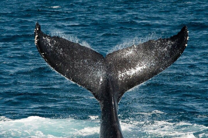 Experience the Thrill of Kauai’s Na Pali Coast on the ’Imiloa Express Sunset Catamaran photo 5