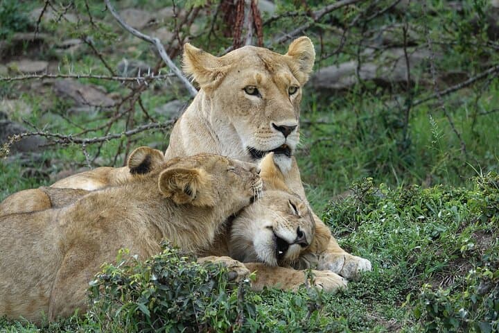 3-Day Masai Mara Migration Safari: Budget 4x4 Game Drives & Tented Camps photo 2