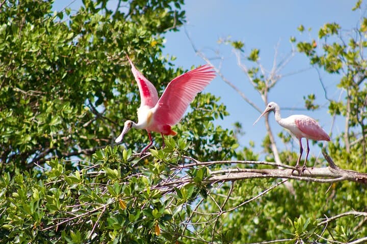 Manatees and Mangrove Tunnels Kayak Tour — 10,000 Islands Wildlife Refuge photo 5
