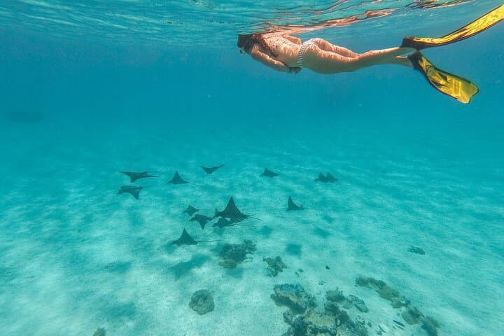 Bora Bora Cultural Lagoon Tour: Sharks, Rays & Polynesian Canoe Experience photo 2