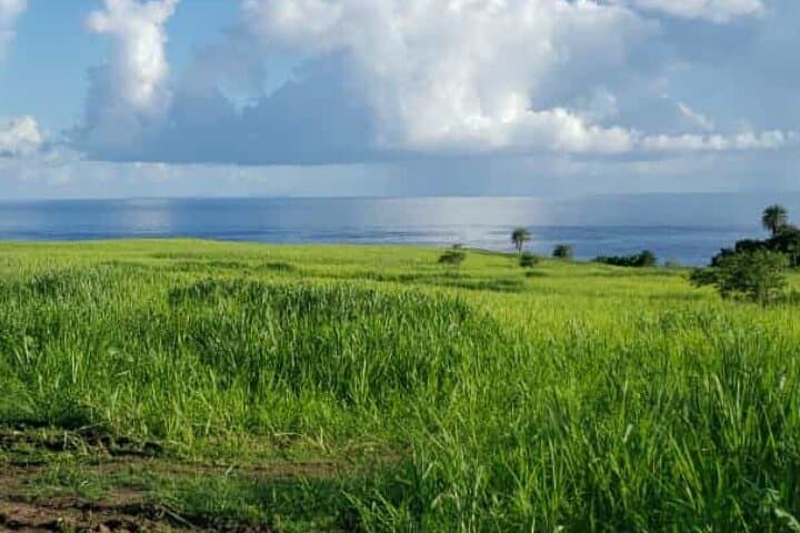 St Kitts Rainforest Nature Walk: Romney Manor to Central Forest Reserve photo 3