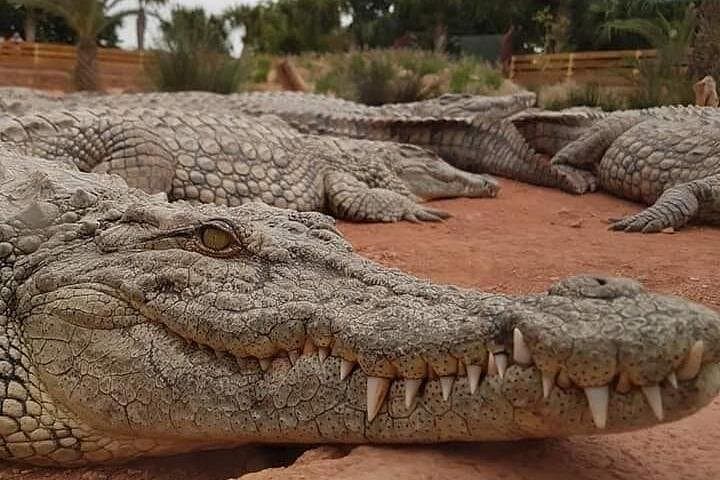 Agadir Crocodile Park Tour — See 300+ Nile Crocodiles with Round-Trip Transport photo 1
