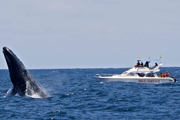 Samana Bay Whale Watching Day Trip from Punta Cana — Cayo Levantado & El Limón photo 6