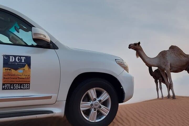 Red Dune Dubai Desert Safari: Sandboarding, Camel Rides & Night Camp Experience