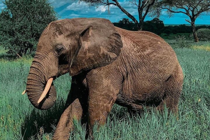 Full-Day Private Safari to Tarangire National Park from Arusha photo 2