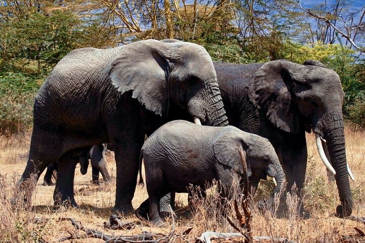 Full-Day Private Safari to Tarangire National Park from Arusha