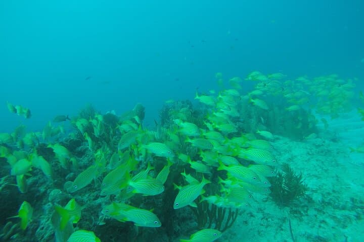 Puerto Morelos Two‑Tank Reef Dive — Explore the National Marine Park photo 2