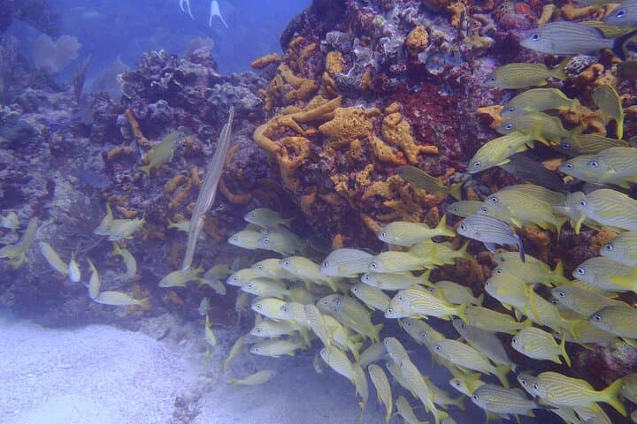 Puerto Morelos Two‑Tank Reef Dive — Explore the National Marine Park photo 5