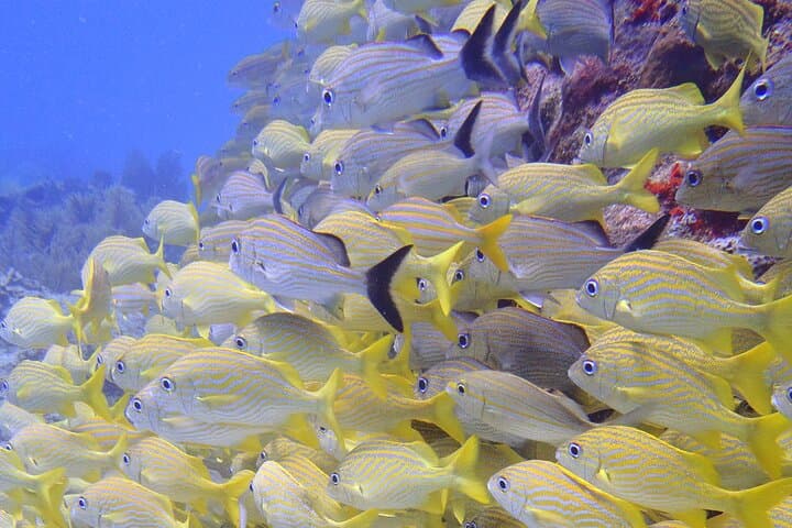 Puerto Morelos Two‑Tank Reef Dive — Explore the National Marine Park photo 6