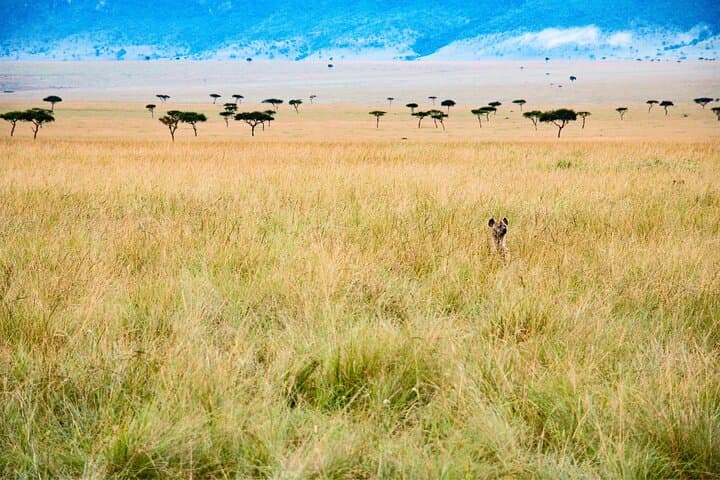 6-Day Best of Tanzania Private Safari: Serengeti, Ngorongoro & Tarangire