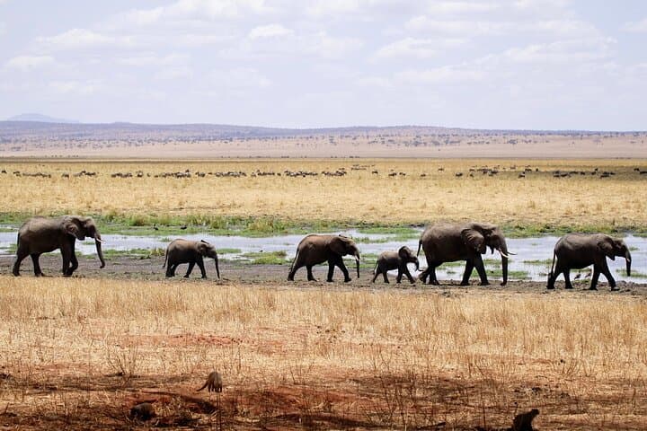 6-Day Best of Tanzania Private Safari: Serengeti, Ngorongoro & Tarangire photo 2