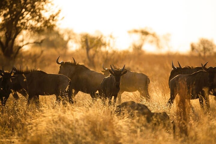 6-Day Best of Tanzania Private Safari: Serengeti, Ngorongoro & Tarangire photo 5