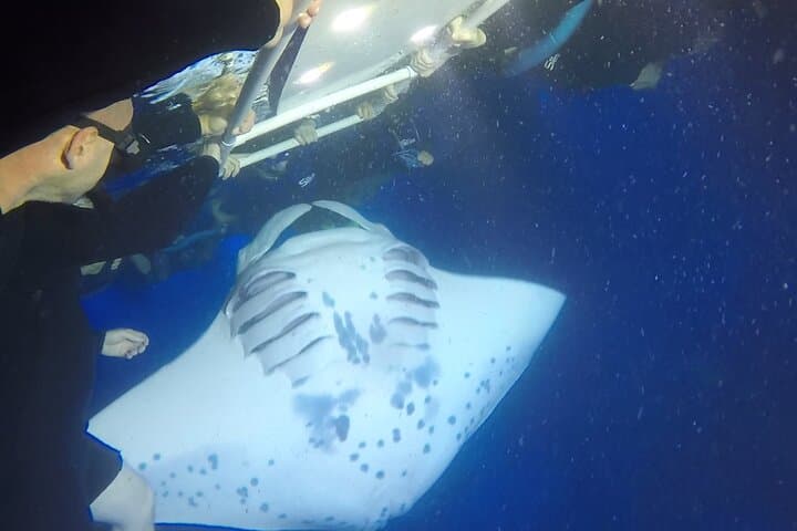Experience the Thrill of Manta Ray Night Snorkeling off Kona Coast