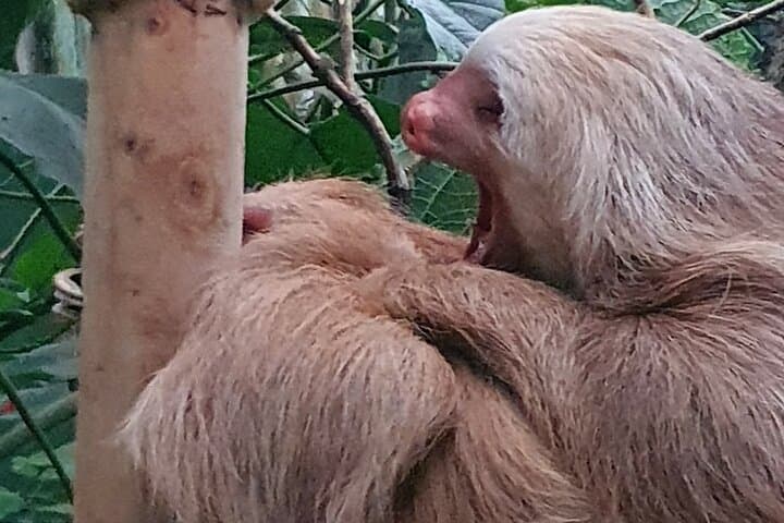Treetop Trails: Monteverde Hanging Bridges & Sloth-Spotting in the Cloud Forest photo 6