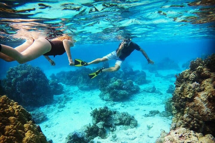 Mo'orea Half-Day Private Lagoon Tour: Snorkel with Turtles, Rays & Sharks