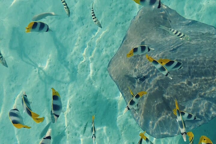 Mo'orea Half-Day Private Lagoon Tour: Snorkel with Turtles, Rays & Sharks photo 2