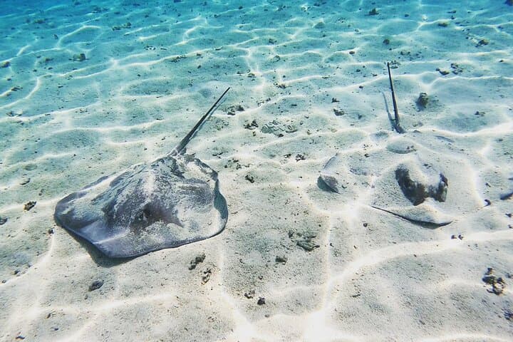 Mo'orea Half-Day Private Lagoon Tour: Snorkel with Turtles, Rays & Sharks photo 3