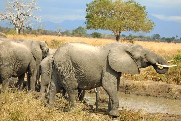 2-Day Mikumi Safari from Dar es Salaam — Weekend Game Drive & Lodge Stay photo 5