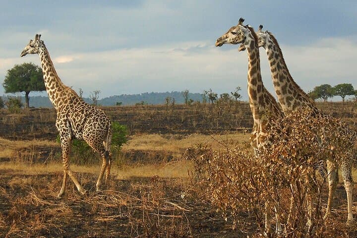 2-Day Mikumi Safari from Dar es Salaam — Weekend Game Drive & Lodge Stay photo 6