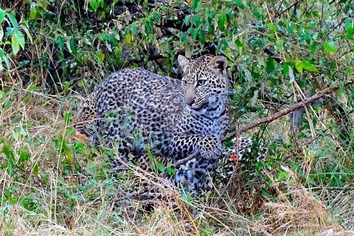 7-Day Safari: Tsavo East, Taita, Amboseli & Sanctuary from Mombasa