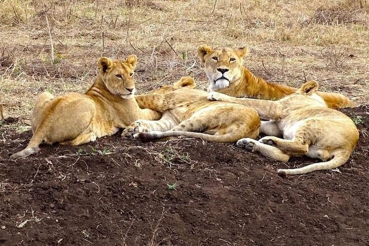 6-Day Kenyan Wildlife Loop: Aberdares, Naivasha, Nakuru & Maasai Mara Safari