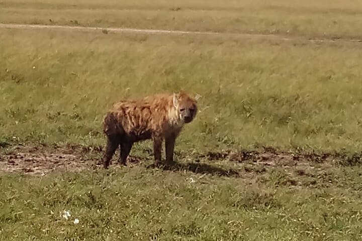 4-Day Safari: Lake Nakuru & Maasai Mara — Big Five, Flamingos & Migration photo 4
