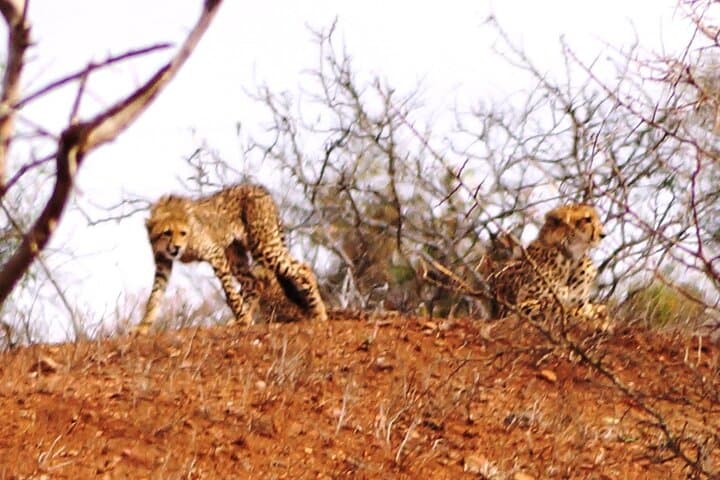 Day-Trip Kruger Safari from Maputo: Big Five in a Budget-Friendly Adventure photo 3